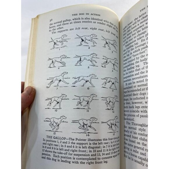 The Dog in Action For All Breeds McDowell Lyon 1950 HC Book VGC - Picture 7 of 12